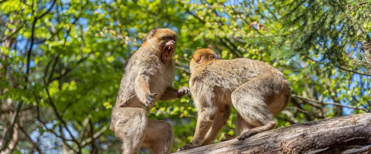 Doğru adresi bul: Mustafakemalpaşa'daki en yakın spor salonları