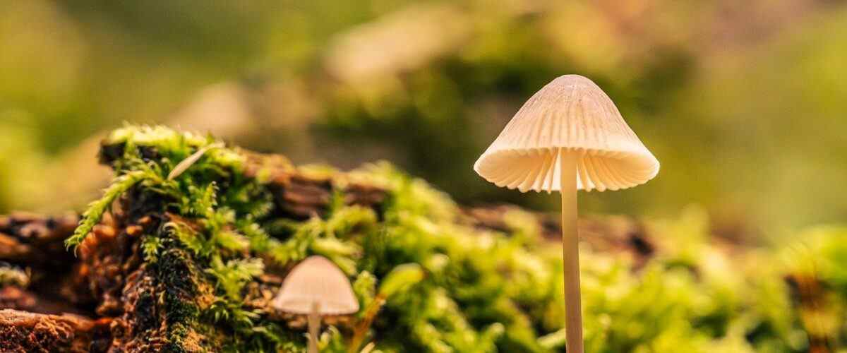 Forma giden yol: Mustafakemalpaşa'daki en iyi spor salonları