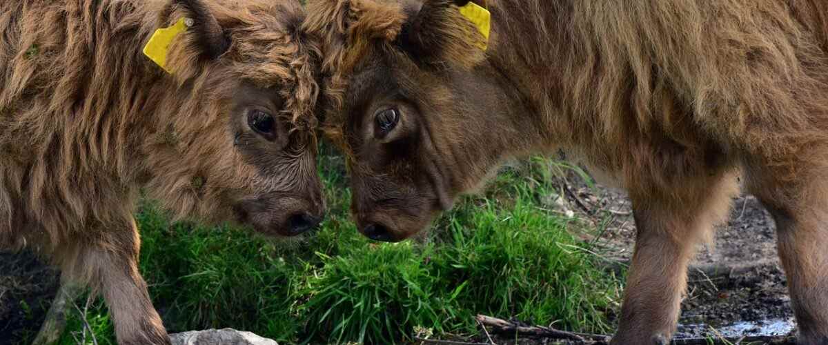 Gemlik'te En Yakın Spor Salonları