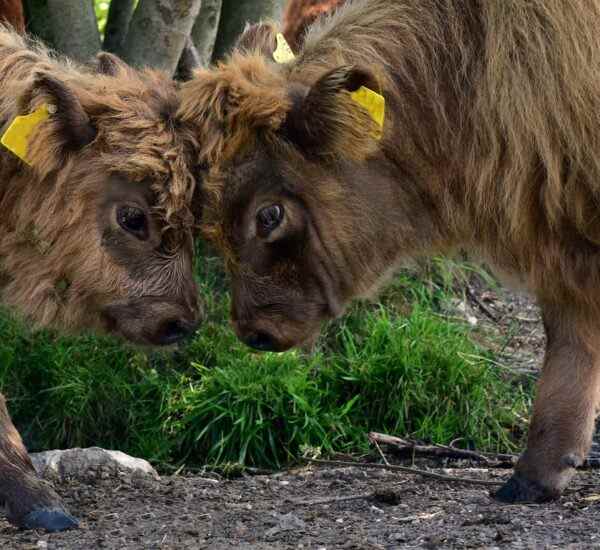 Gemlik'te En Yakın Spor Salonları