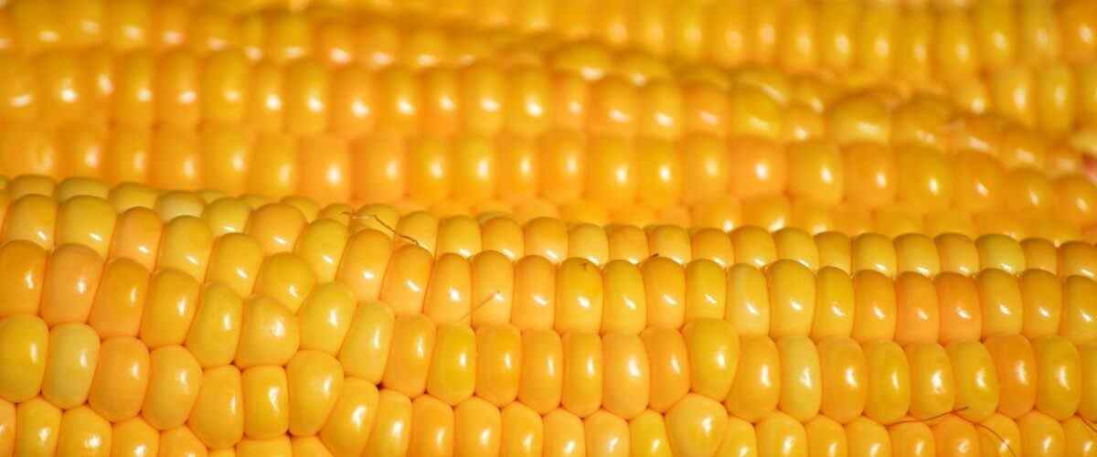 Gürsu'da Fitness Tutkunları İçin Beslenme Tavsiyeleri