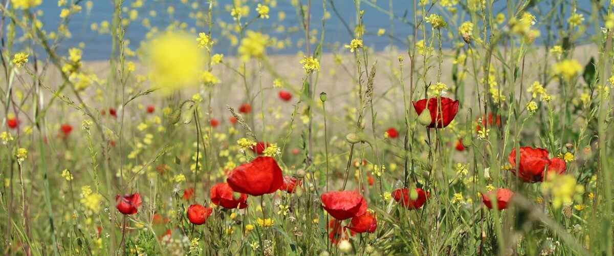 Orhangazi'da Fitness Tutkunlarının Buluşma Noktası