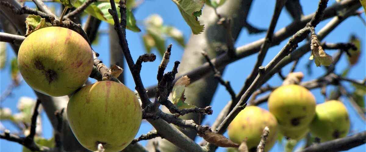 Orhangazi'da Spor Yaparken Beslenme Önerileri