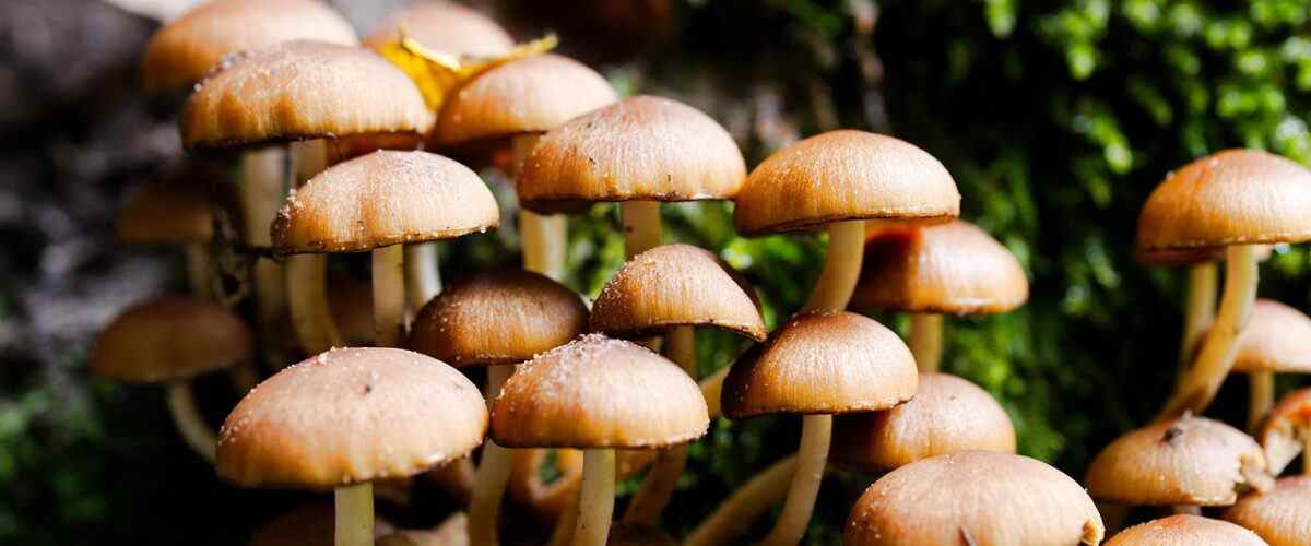 Sağlıklı yaşam için ilk adım: Mustafakemalpaşa'daki spor salonları