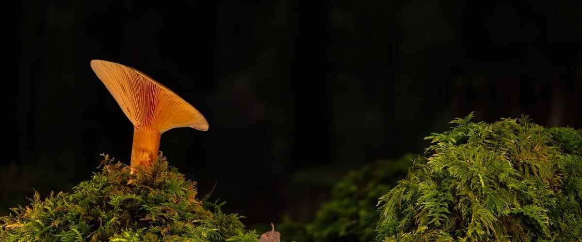 Spor Tutkunları için Osmangazi'de Yeni Mekanlar